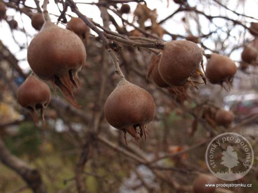 Mišpule Nottingham (kontejner)